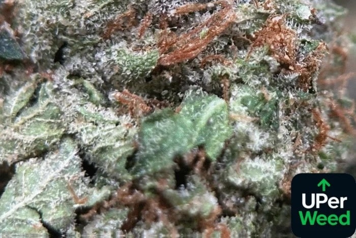 Top High-THC Weed Strains in Canada Right Now