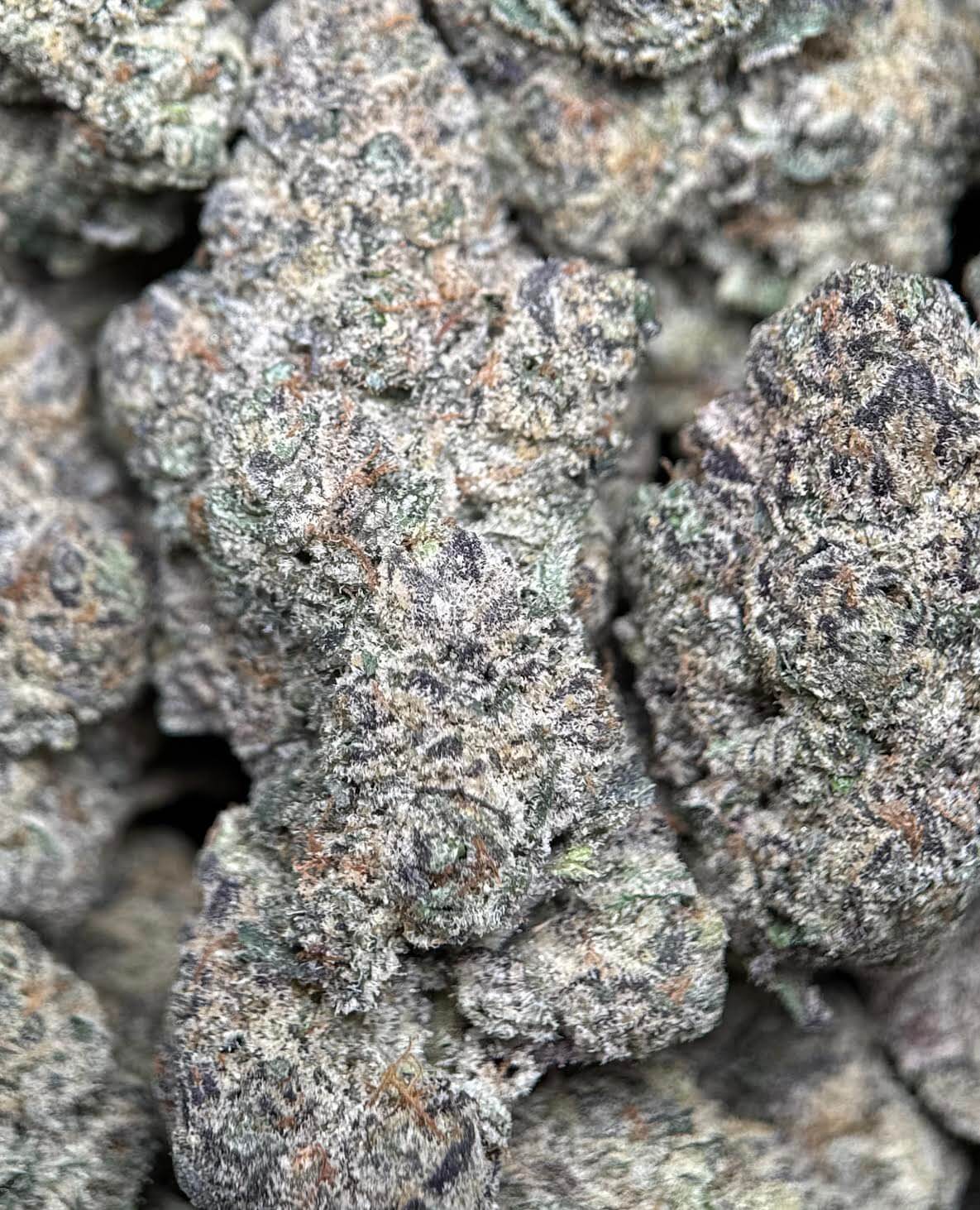 Ninja Cookies photo 4