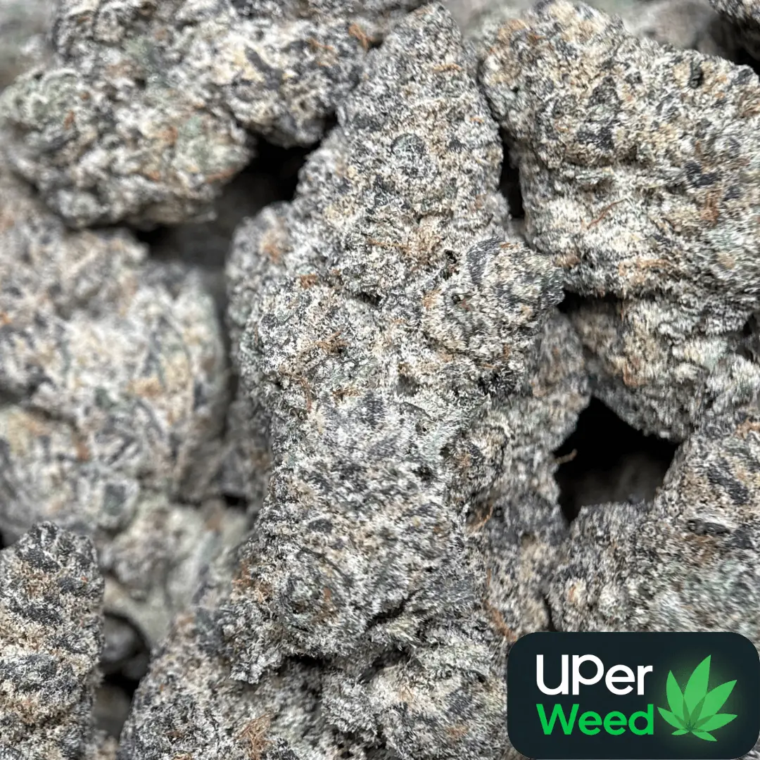Ninja Cookies photo 2