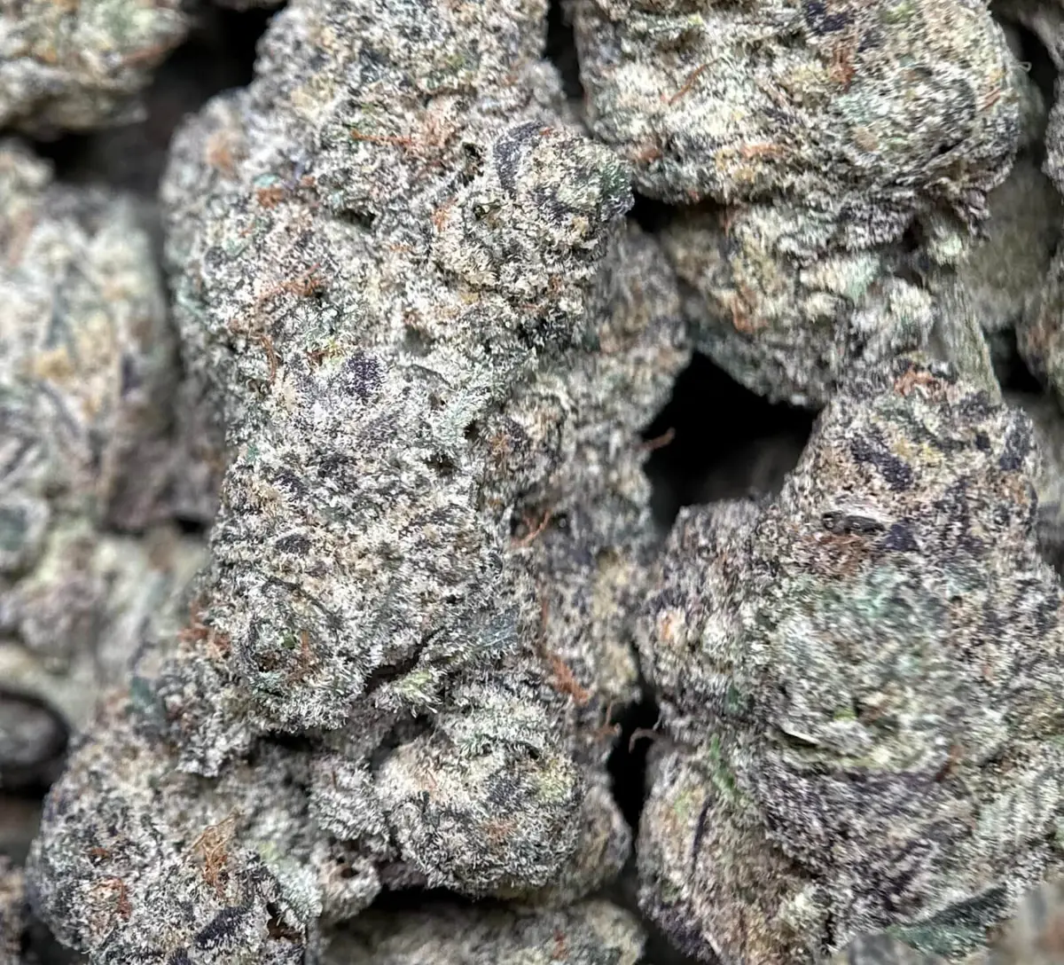 Ninja Cookies photo 3
