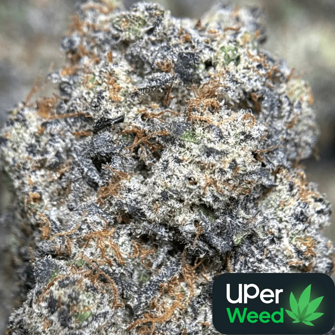Purple Gelato photo 1