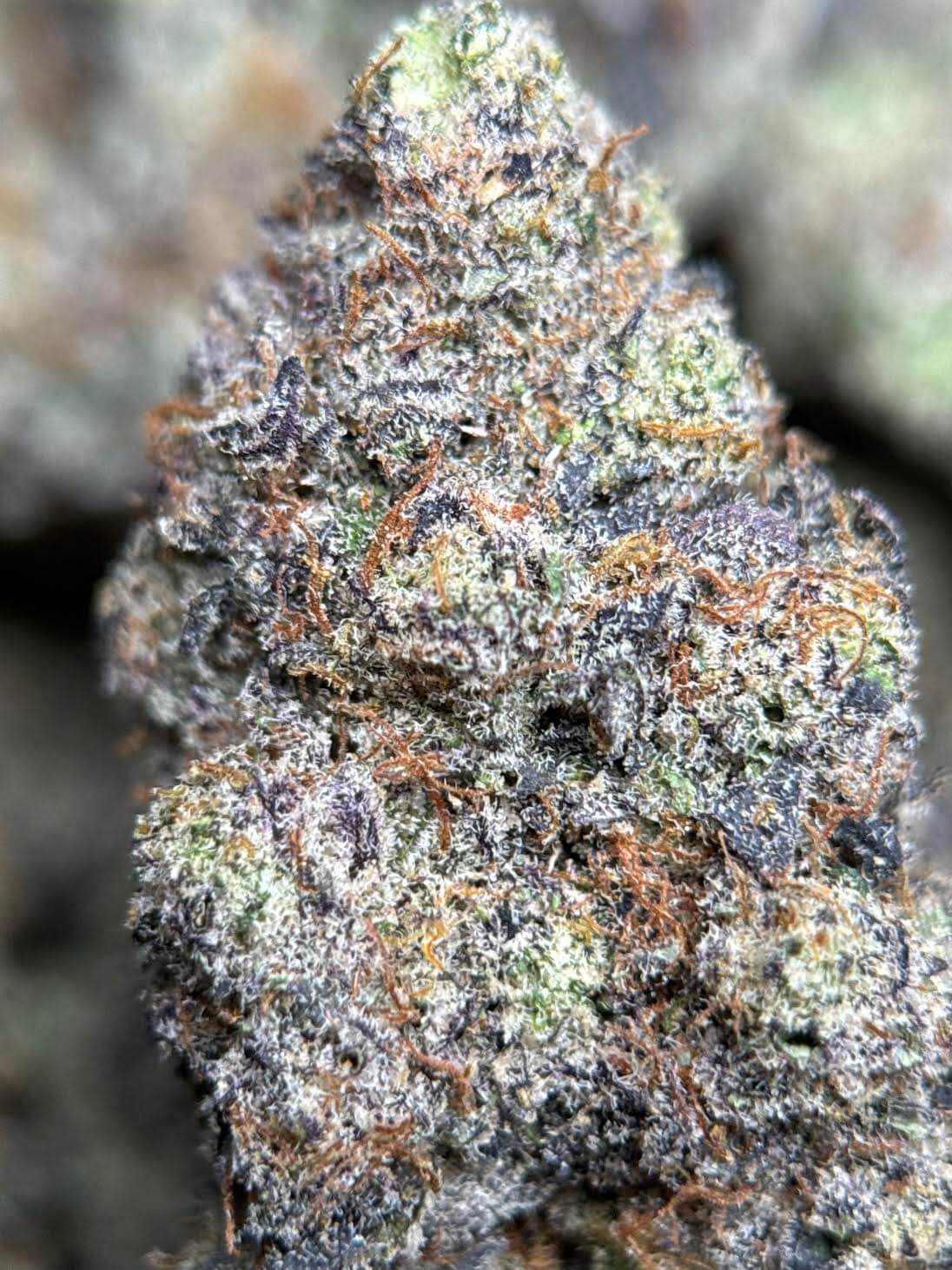 Purple Gelato photo 4