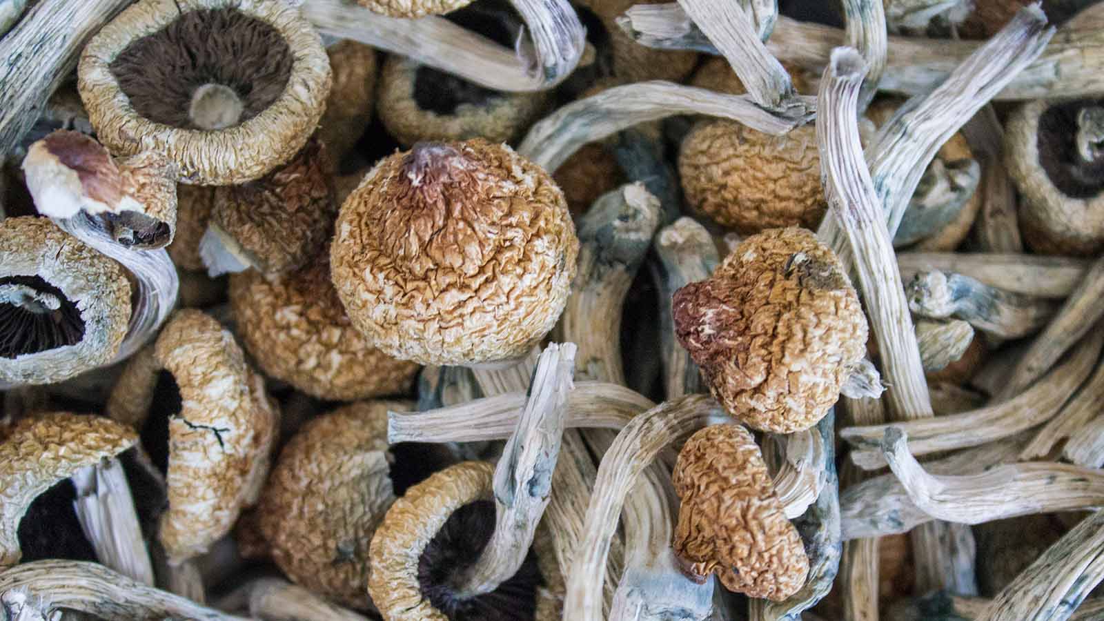 Golden Teacher Mushrooms photo 1