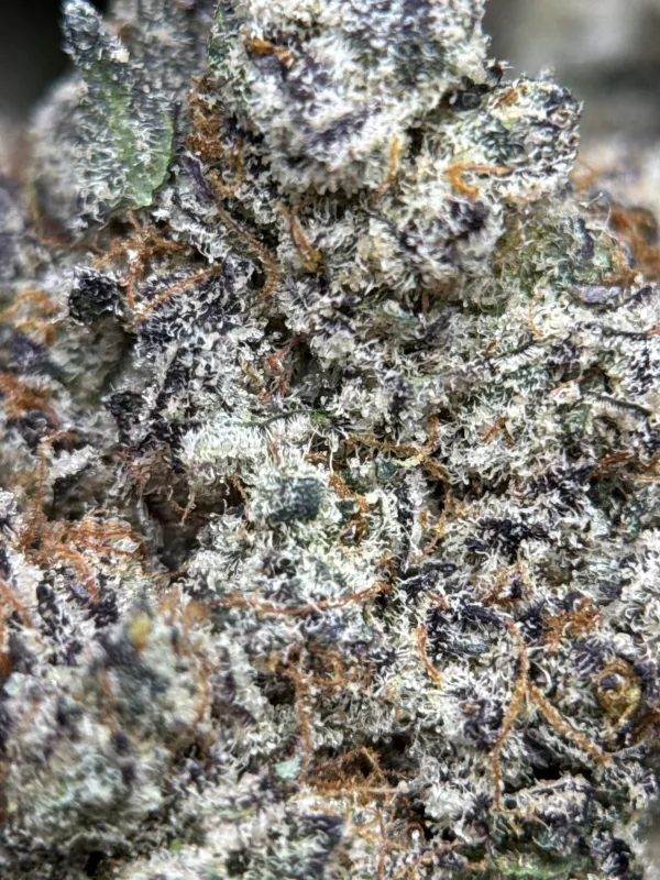 Amnesia Gold 6A+ photo 14