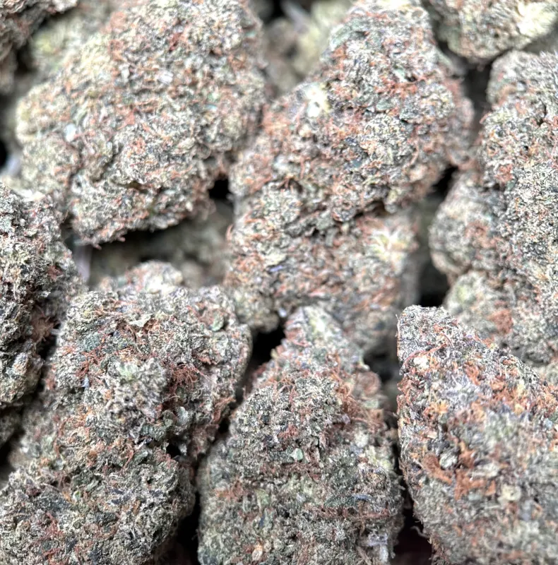 Astro Kush photo 3
