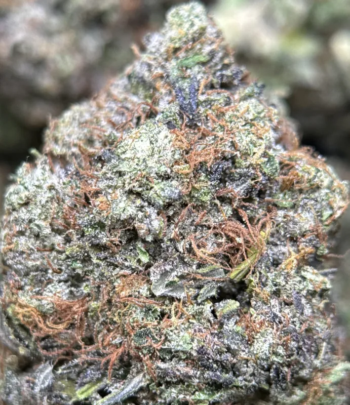 BC Pink Gas photo 3