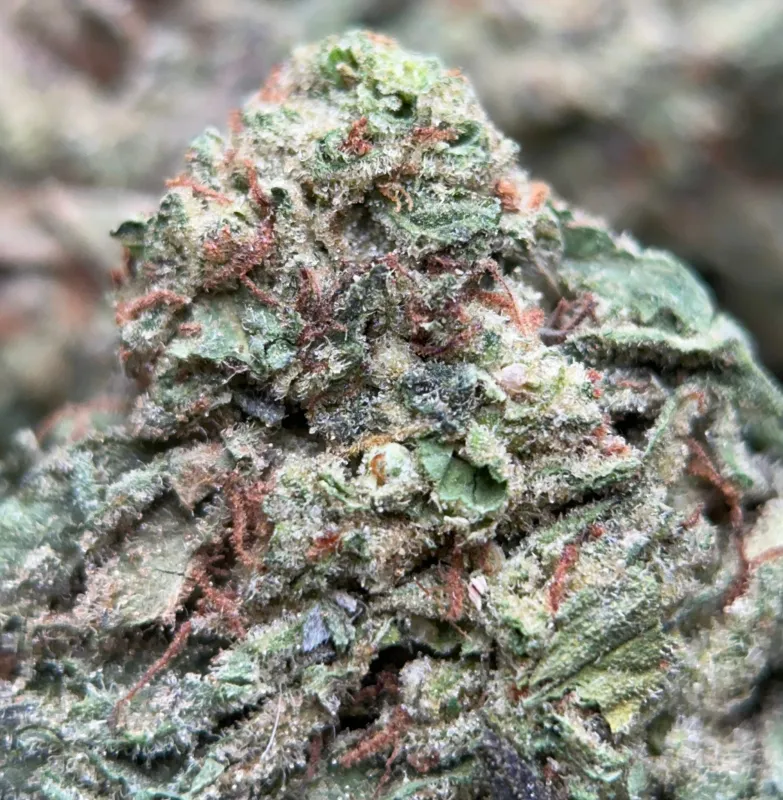 BC Pink Kush photo 6