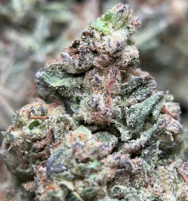 BC Pink Kush photo 7