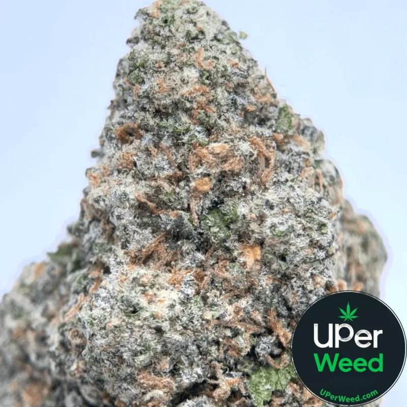 Black Ghost OG photo 1