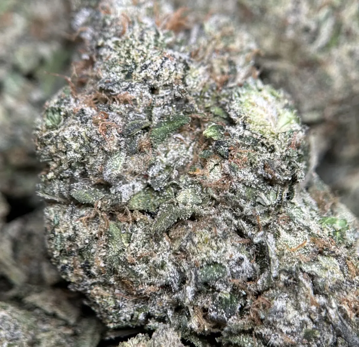Blue City Diesel photo 7