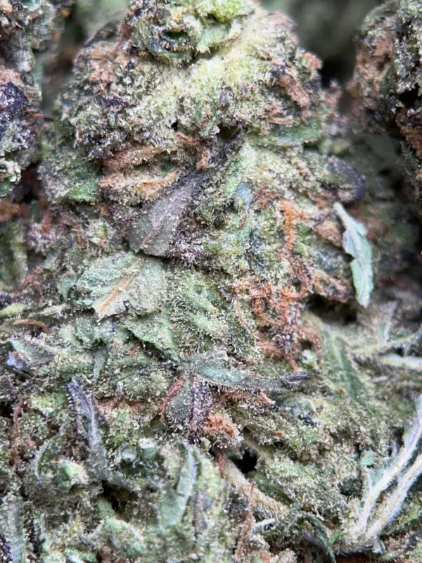 Blue Cookies photo 3