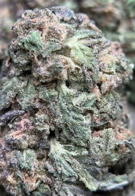 Blue Cookies photo 8
