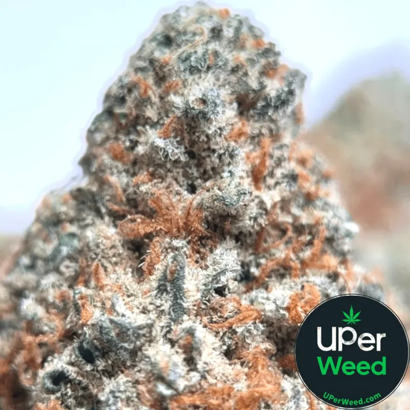 Death Walker OG photo 1