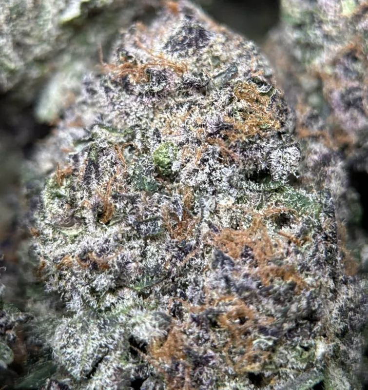 Dynamite Diesel photo 16