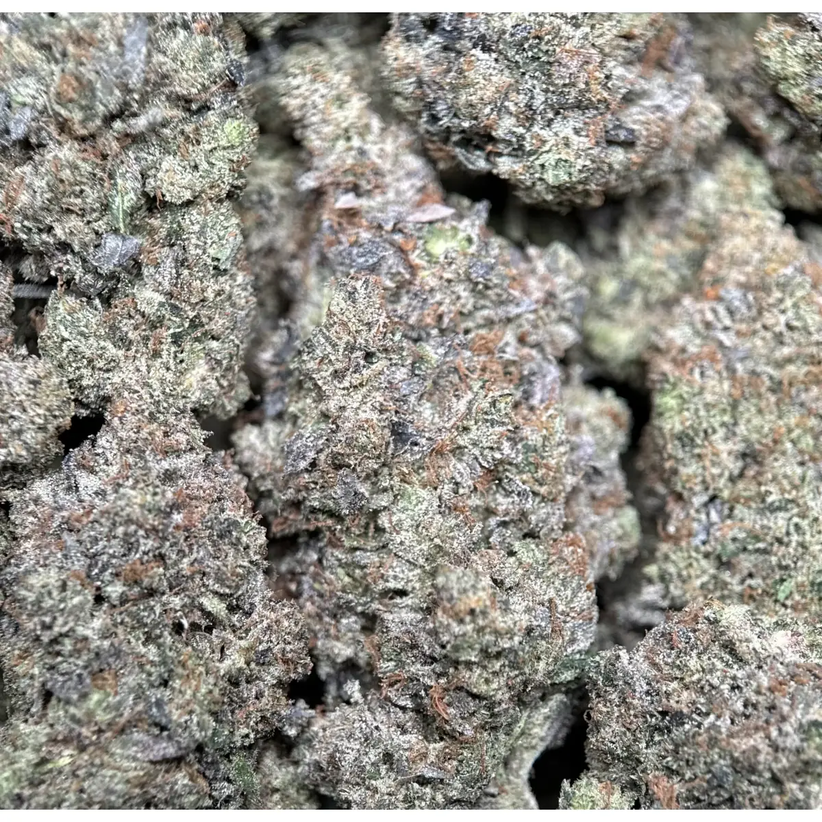 BC Black Tuna photo 3