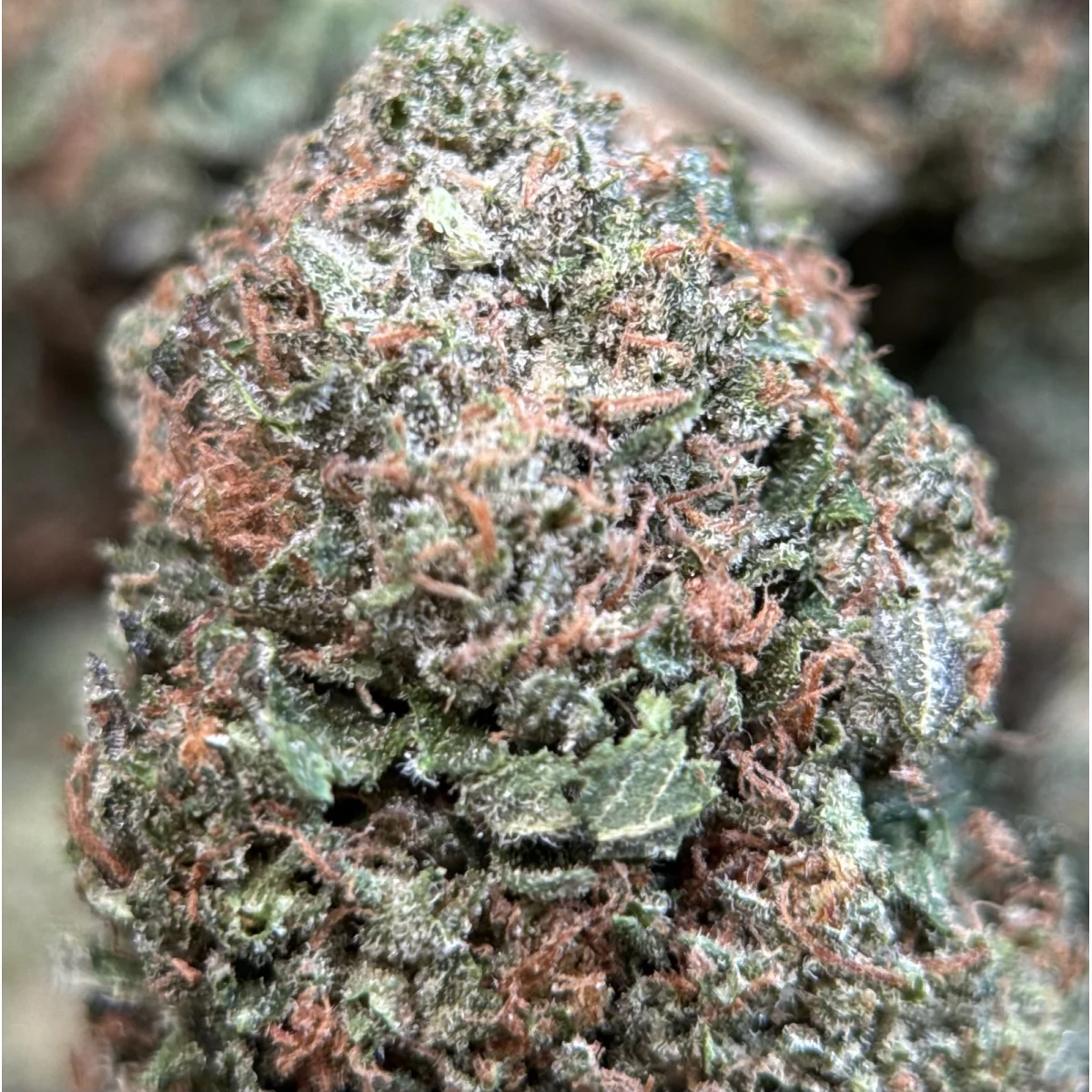 Pink Mystery photo 1