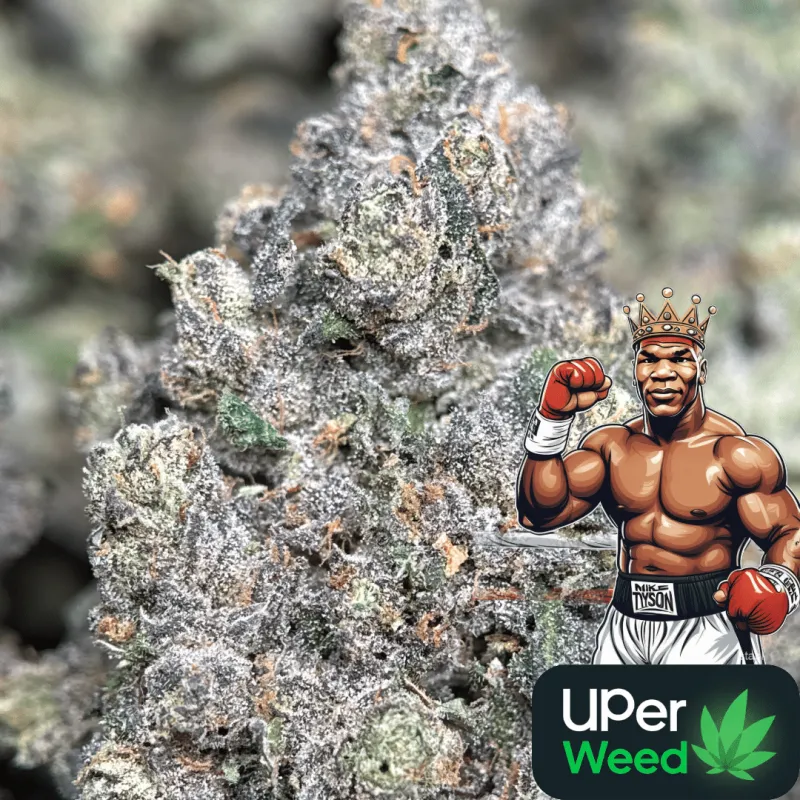 Mike Tyson K.O photo 1