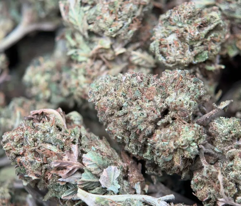 Muffin Indica - 4Oz Bulk Deal for $200 photo 2