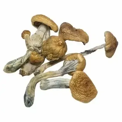 Almond Chocolate Bites Mushrooms