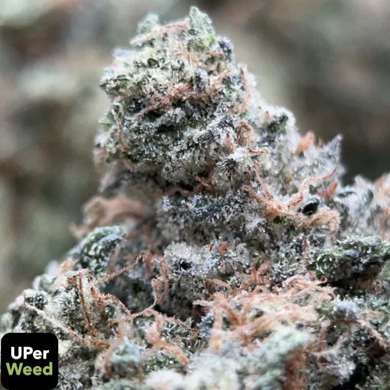 Pink Diesel photo 1