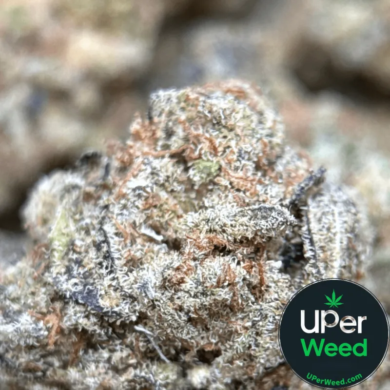 Popcorn Kush photo 1