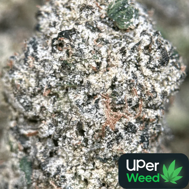 Purple Gas photo 1
