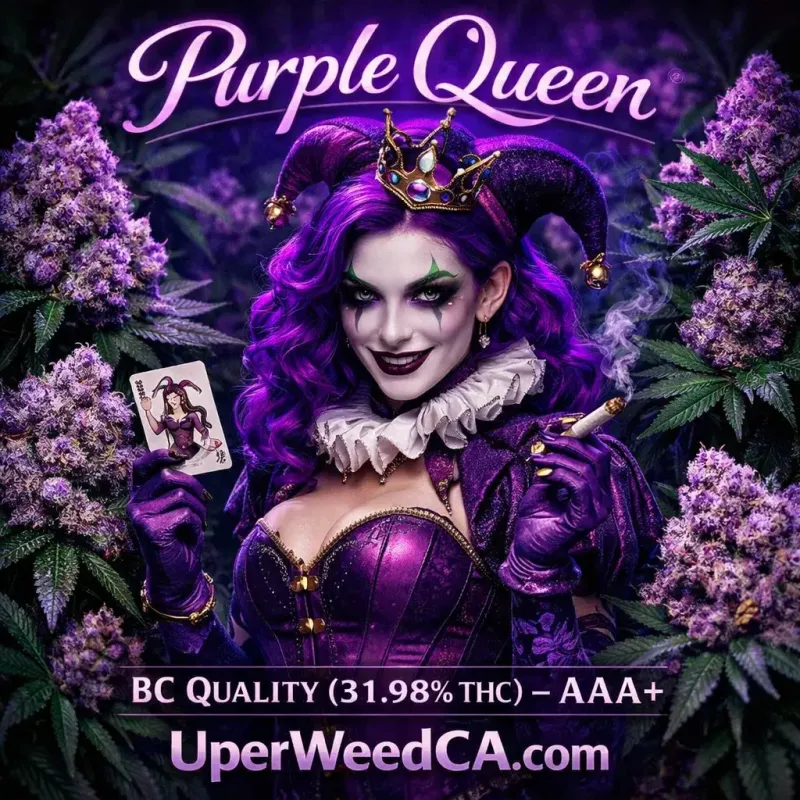 Purple Queen photo 1