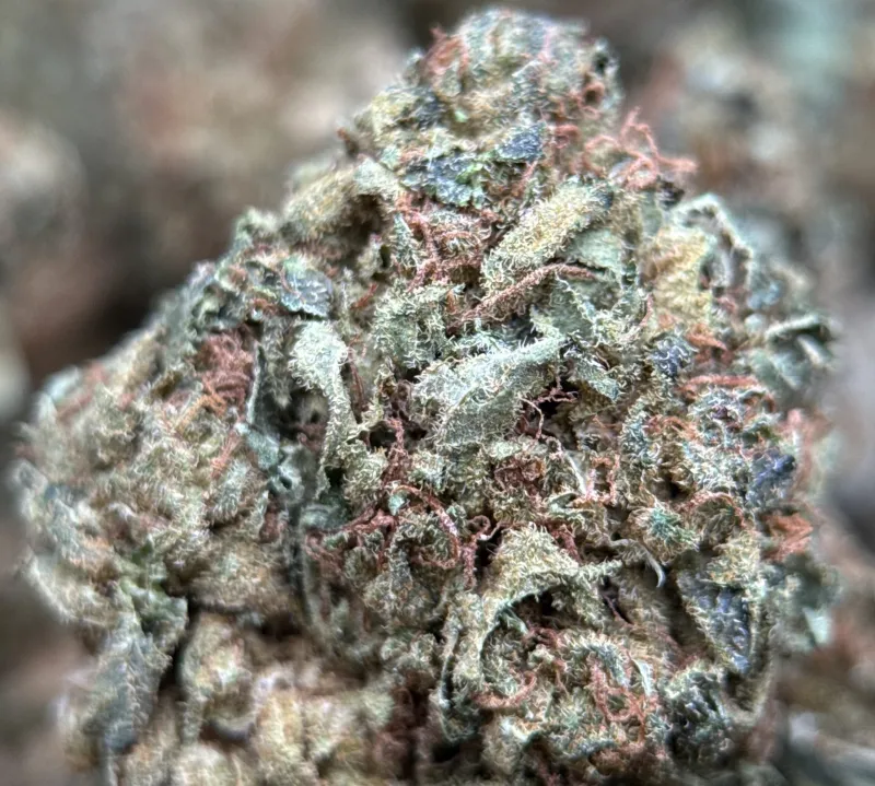 Sour Diesel 2 photo 5